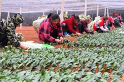 貴州丹寨:冬季扦插茶苗忙