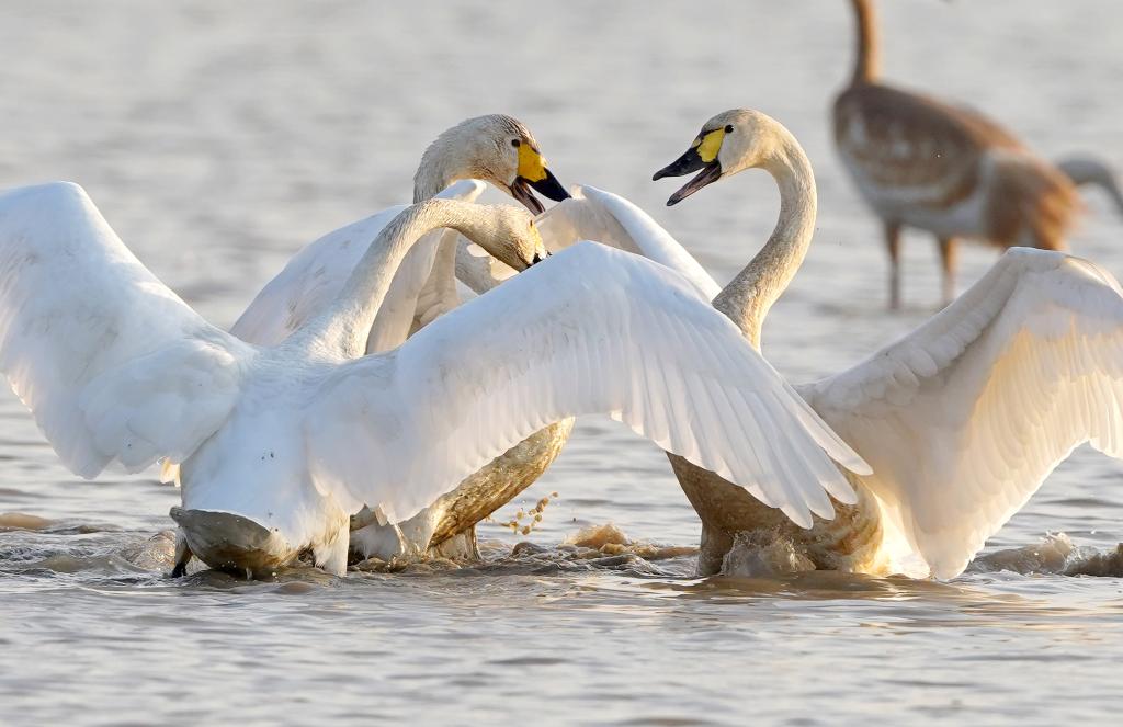 新華全媒+｜鄱陽(yáng)湖畔的&ldquo;候鳥(niǎo)樂(lè )園&rdquo;