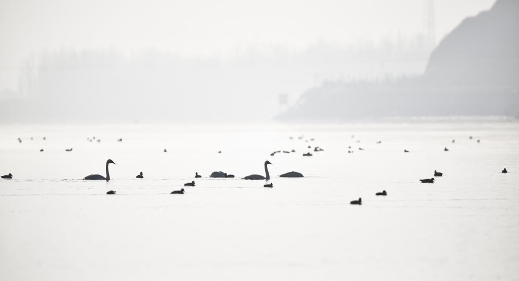 青?；∮瓉?lái)越冬大天鵝