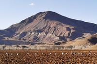 拉薩林周:候鳥(niǎo)越冬