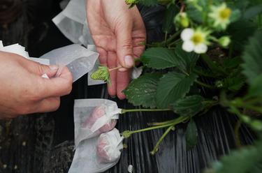 河北盧龍：特色果蔬種植鼓起農民&ldquo;錢(qián)袋子&rdquo;