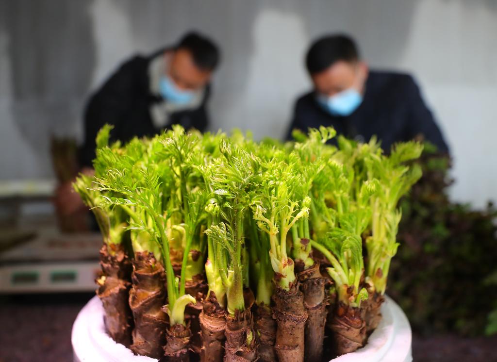 新春走基層丨遼寧新民： 刺嫩芽成了&ldquo;致富芽&rdquo;