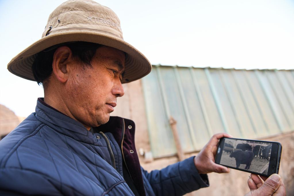 新春走基層丨孫海云的&ldquo;智慧養牛&rdquo;路