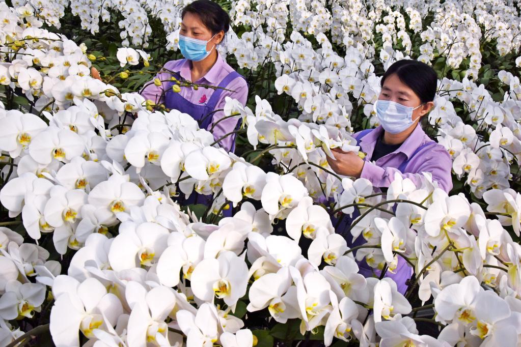 山東平度：白玉蝴蝶蘭迎&ldquo;春&rdquo;綻放