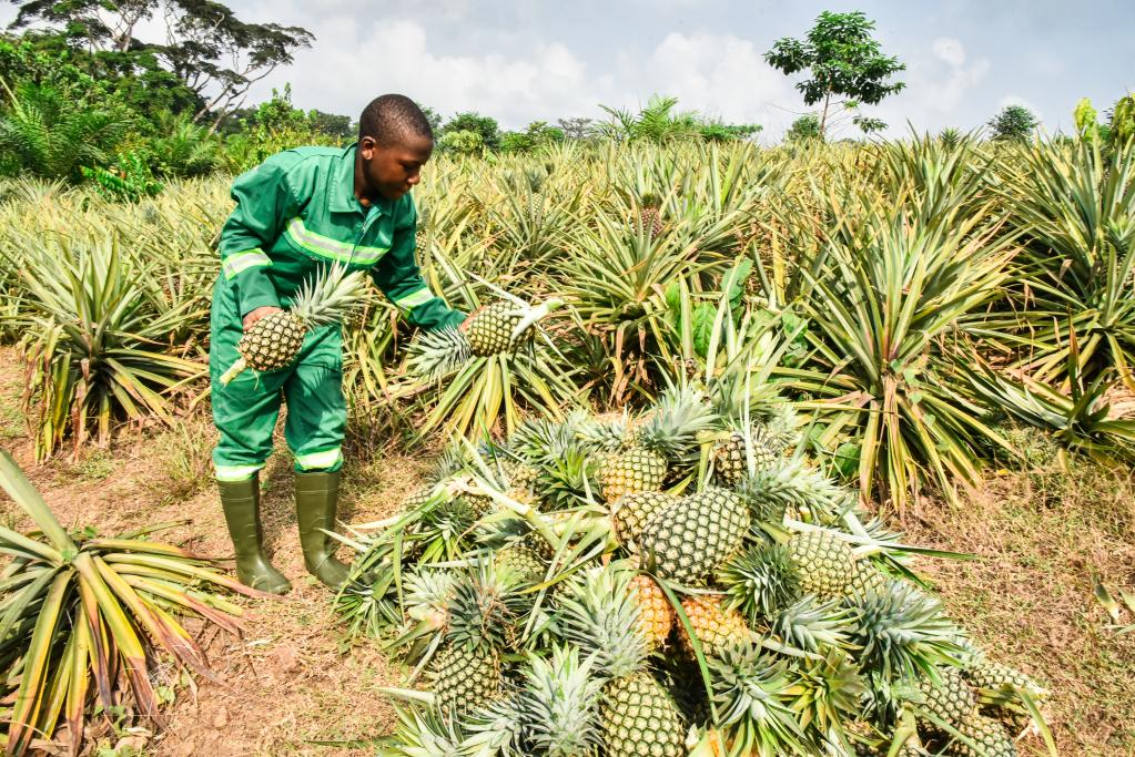 中國援建農業(yè)職業(yè)技術(shù)中學(xué)助喀麥隆農業(yè)發(fā)展