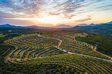 新華全媒+丨海南三亞:收獲