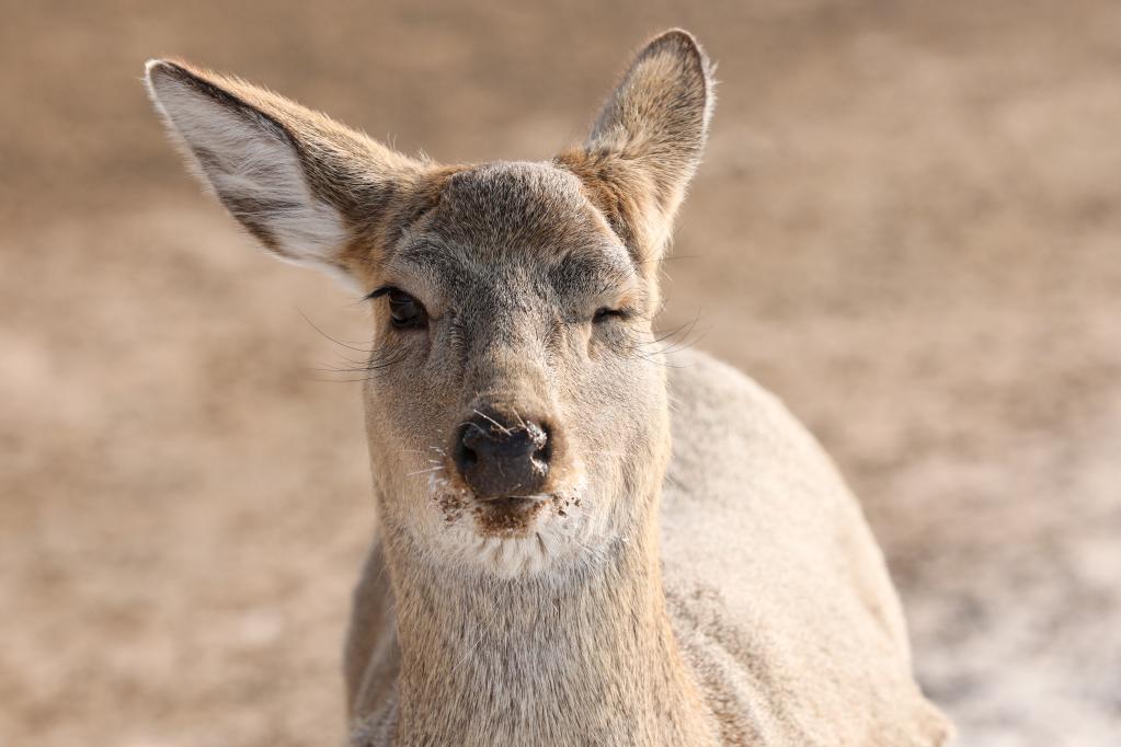 走進(jìn)冰城&ldquo;鹿苑&rdquo;