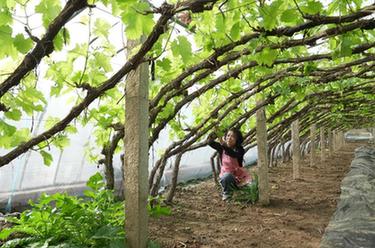 河北秦皇島：&ldquo;葡萄之鄉&rdquo;扶藤上架春管忙