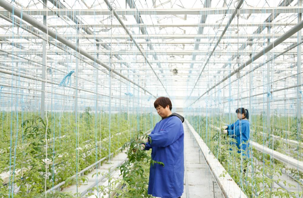 &ldquo;訂單育苗&rdquo;助力鄉村振興