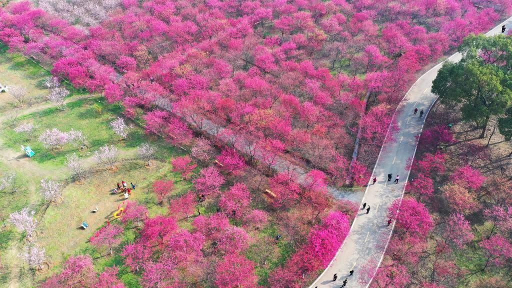 湖南常寧:櫻花爛漫春光美