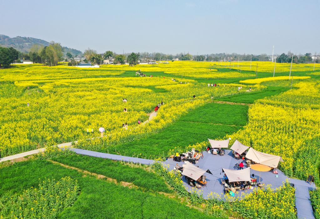 四川崇州：&ldquo;賞花經(jīng)濟&rdquo;助力鄉村振興