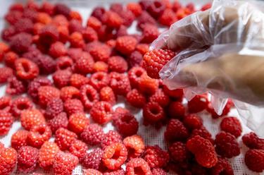 寧夏賀蘭：種植紅樹(shù)莓 助力鄉村振興