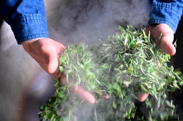 廣西柳城:春茶開(kāi)采