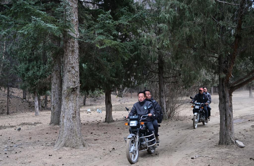 青海黃南：守護麥秀林場(chǎng)