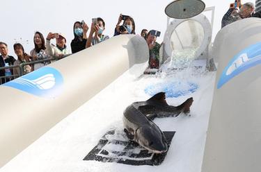 湖北宜昌：20萬(wàn)尾中華鱘放流長(cháng)江