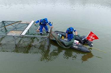 長(cháng)江鱘野外自然繁殖試驗成功 保護工作取得重大突破