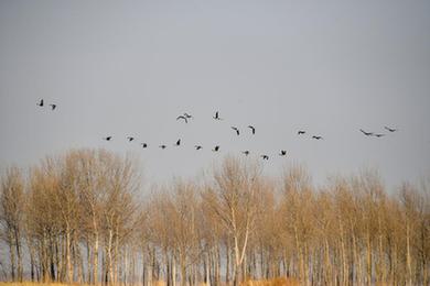 吉林鎮賚：候鳥(niǎo)北歸進(jìn)行時(shí)