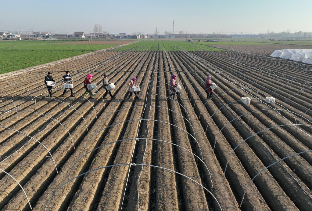 河北唐山：&ldquo;冀東生姜之鄉&rdquo;播種忙