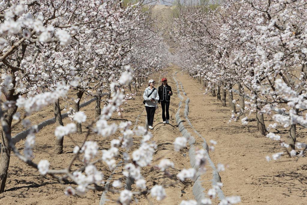 甘肅東鄉：杏花盛開(kāi)滿(mǎn)園春