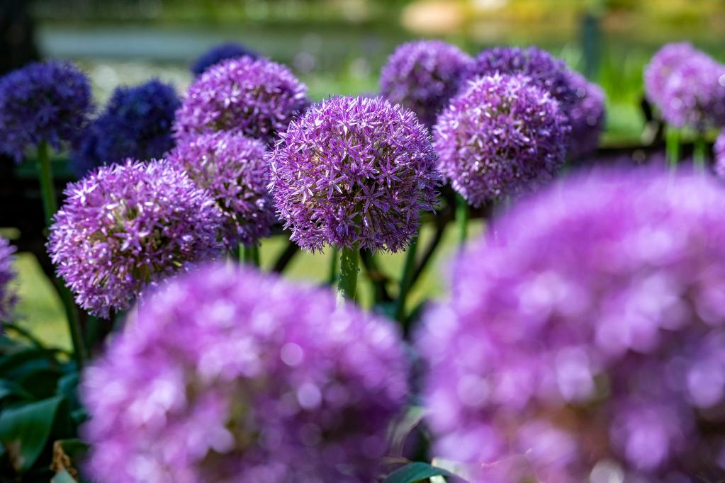 &ldquo;蔥蔥&rdquo;花已開(kāi)