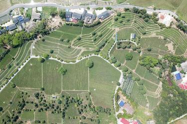 茶文旅融合煥發(fā)山鄉新活力