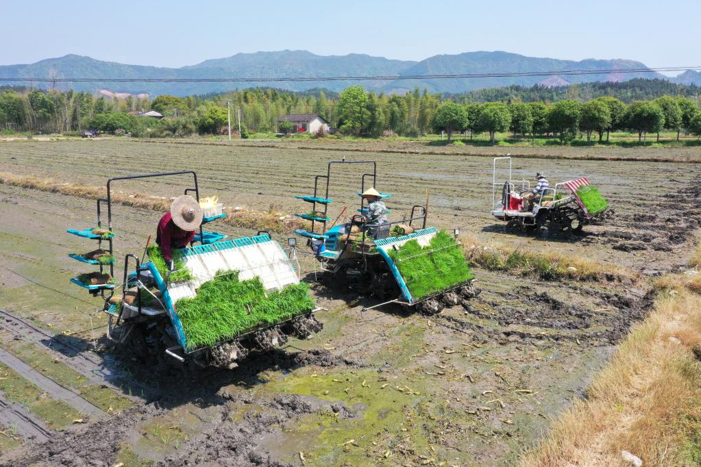 福建浦城：全程機械化為再生稻春耕春種按下&ldquo;快進(jìn)鍵&rdquo;