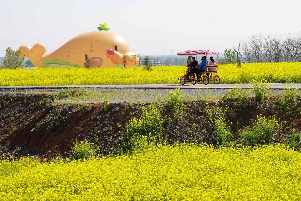 河北沙河:油菜花海里享春光