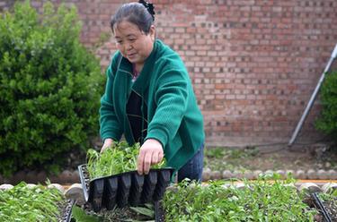&ldquo;訂單育苗&rdquo;播向希望的田野