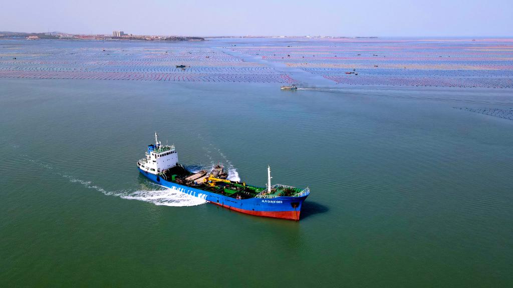 山東榮成：鮑魚(yú)養殖轉場(chǎng)忙