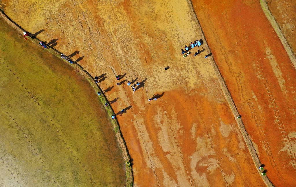 江西泰和:田間勞動(dòng)教育課