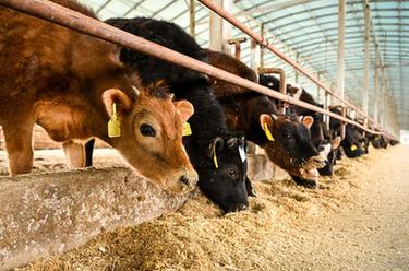 內蒙古通遼：發(fā)展牛產(chǎn)業(yè) 做好&ldquo;牛文章&rdquo;