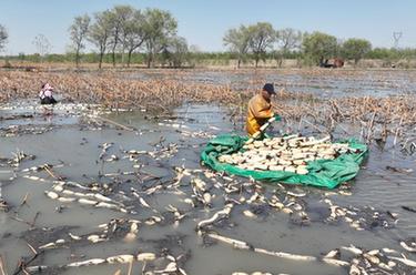 河北豐南:蓮藕種植助農增收
