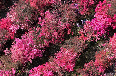 聯(lián)合國中文日丨從古詩(shī)詞看中文有多美