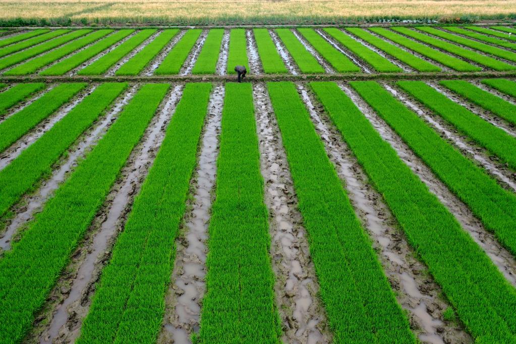 谷雨時(shí)節農事忙