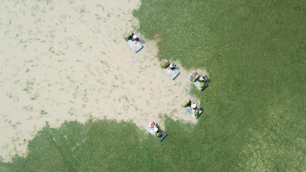 世界地球日：從&ldquo;水下荒漠&rdquo;到&ldquo;水下森林&rdquo;，走進(jìn)&ldquo;洞庭之心&rdquo;大通湖