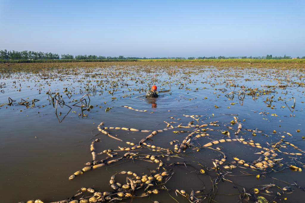 湖南南縣:千畝蓮藕采挖忙
