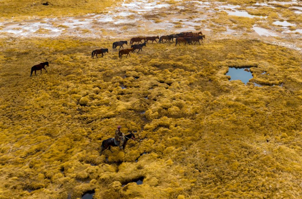 甘肅阿克塞：馬群轉場(chǎng)