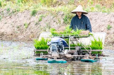 &ldquo;巴渝糧倉&rdquo;農事忙