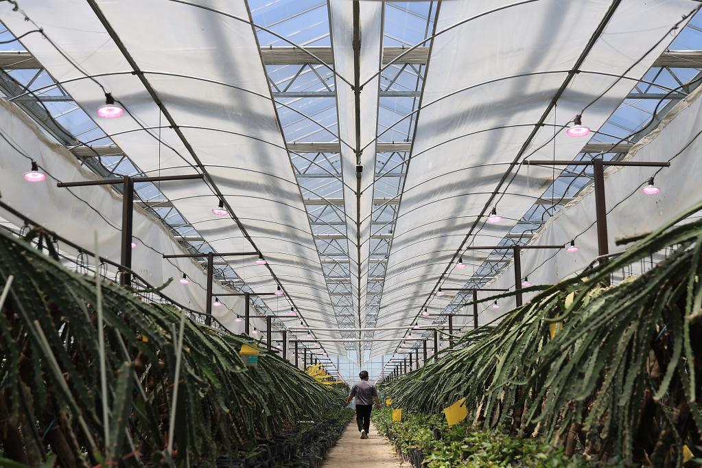 江蘇揚州：觀(guān)光農業(yè)助推鄉村振興