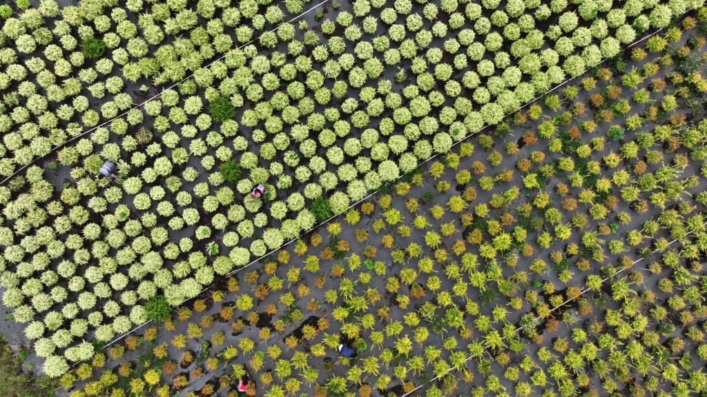 貴州黃平：&ldquo;美麗經(jīng)濟&rdquo;撐起鄉村振興一片天