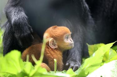 廣州長(cháng)隆黑葉猴家族&ldquo;雙喜臨門(mén)&rdquo;
