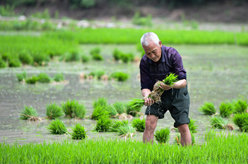 育秧插秧正當時(shí)