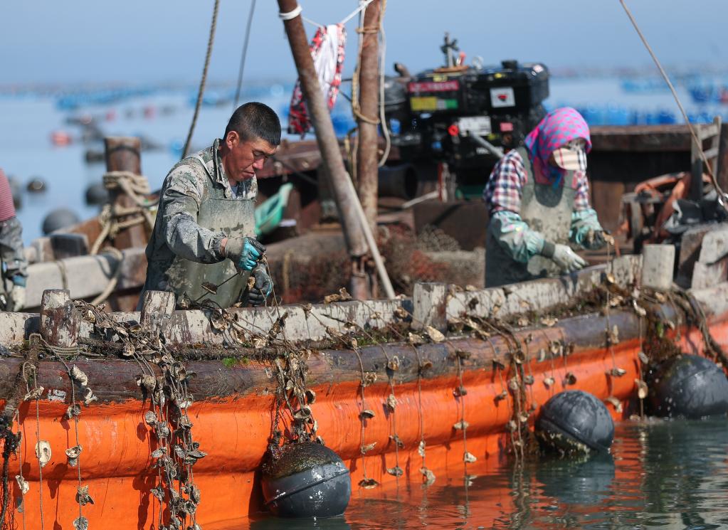 遼寧大連：海上耕作正當時(shí)
