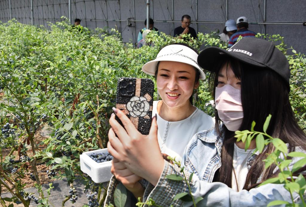 山東青島：藍莓結出&ldquo;致富果&rdquo;