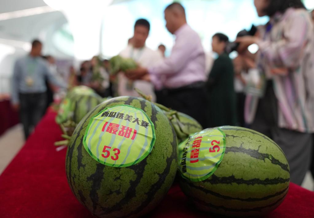 河北新樂(lè )舉行&ldquo;西甜瓜選美大賽&rdquo;