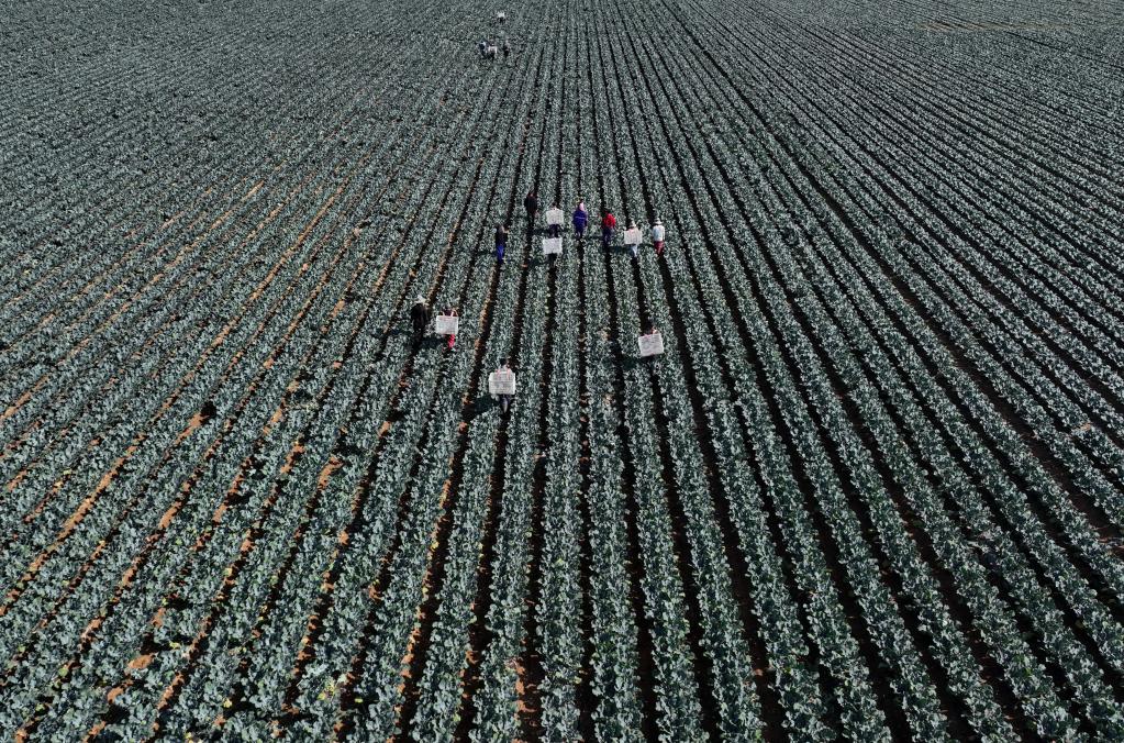 河北灤州:訂單果蔬助農增收