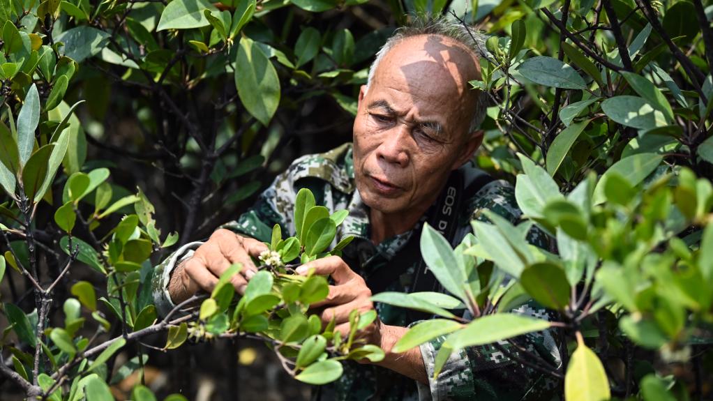 守護紅樹(shù)林30年