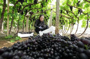 河北唐山：&ldquo;葡萄小鎮&rdquo;采摘忙