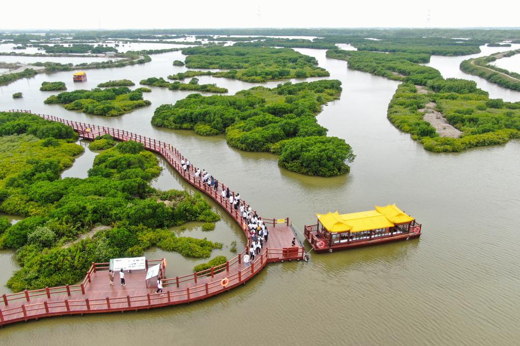 &ldquo;紅樹(shù)林之城&rdquo;展現生態(tài)和諧之美