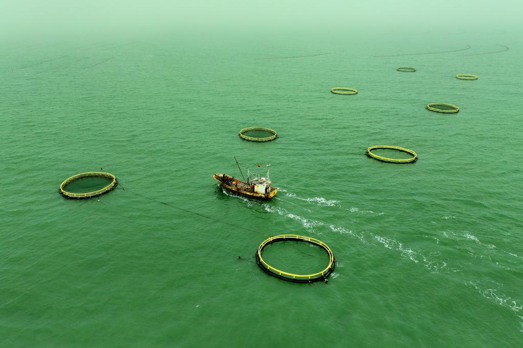 山東日照：海洋牧場(chǎng)賦能漁業(yè)養殖高質(zhì)量發(fā)展